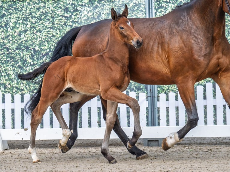 Westphalian Stallion  Brown in M&#xFC;nster Handorf