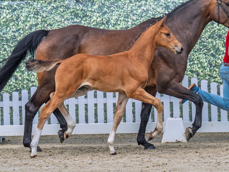 Westphalian Stallion  Brown in M&#xFC;nster Handorf