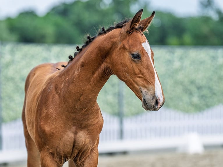 Westphalian Stallion  Brown in M&#xFC;nster Handorf