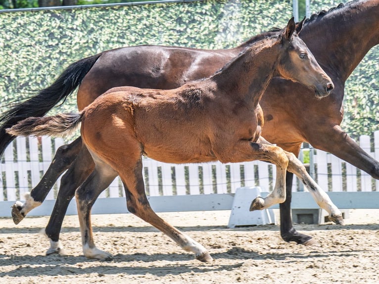 Westphalian Stallion  Brown in M&#xFC;nster Handorf