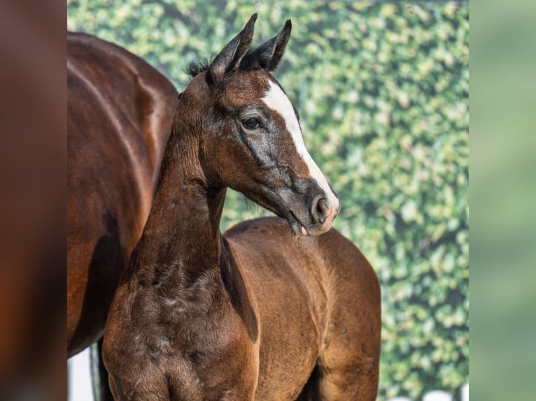 Westphalian Stallion Foal (05/2025) Brown in M&#xFC;nster-Handorf