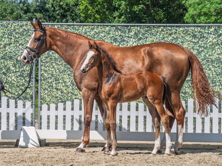 Westphalian Stallion  Brown in M&#xFC;nster Handorf