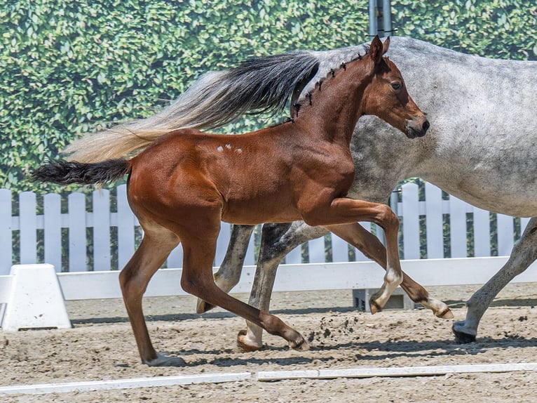 Westphalian Stallion  Brown in M&#xFC;nster Handorf