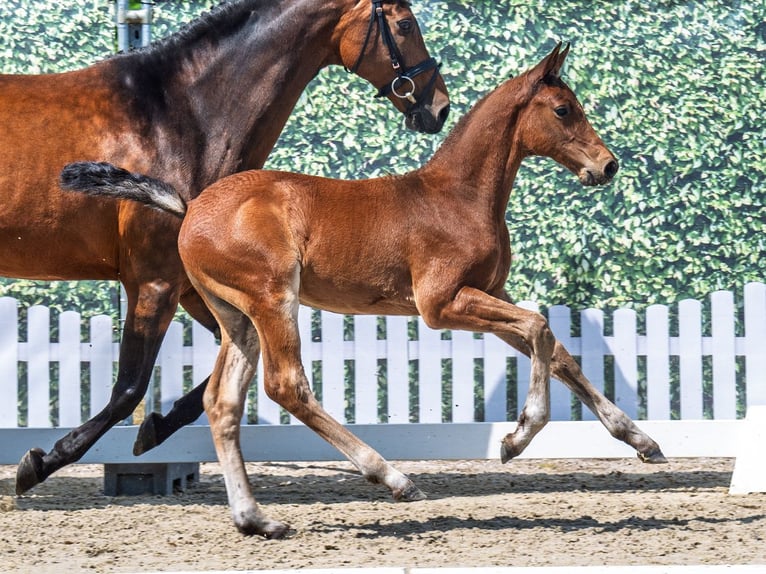 Westphalian Stallion  Brown in M&#xFC;nster Handorf