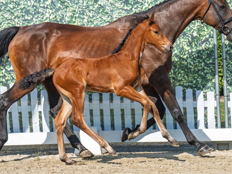 Westphalian Stallion Foal (06/2025) Brown in M&#xFC;nster-Handorf