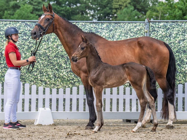 Westphalian Stallion  Brown in M&#xFC;nster Handorf