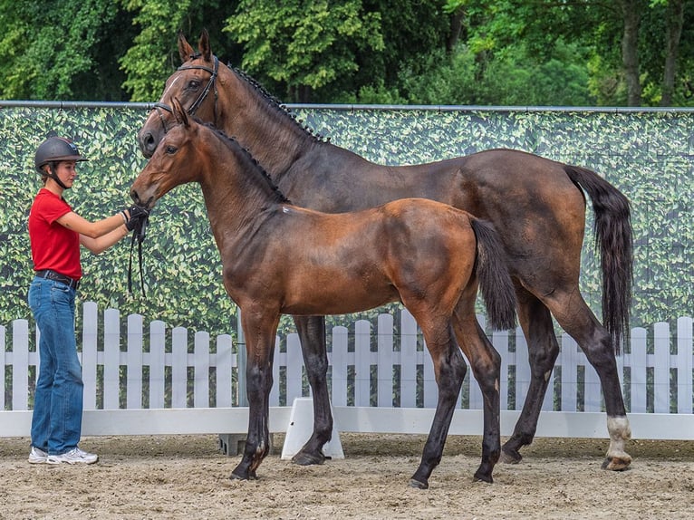 Westphalian Stallion  Brown in M&#xFC;nster Handorf