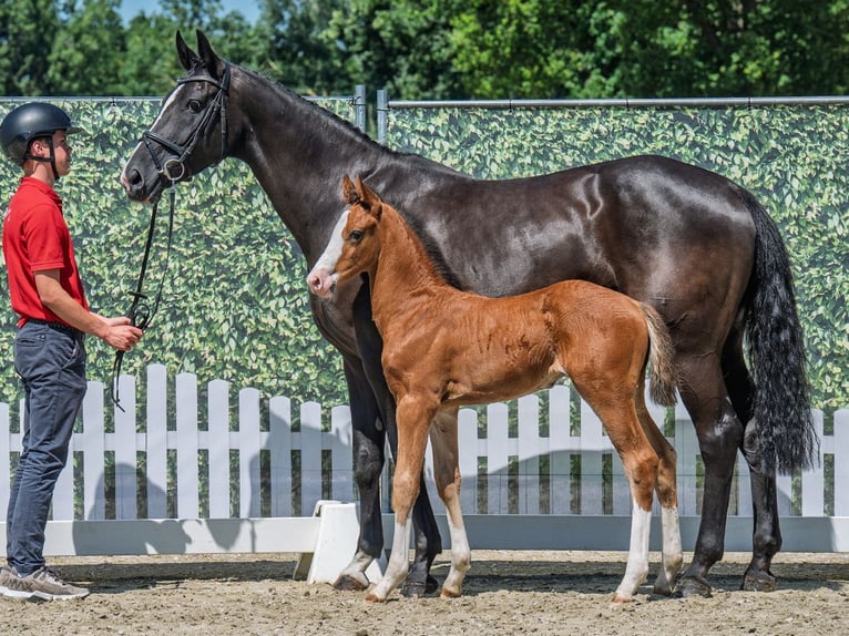 Westphalian Stallion  Brown in M&#xFC;nster Handorf