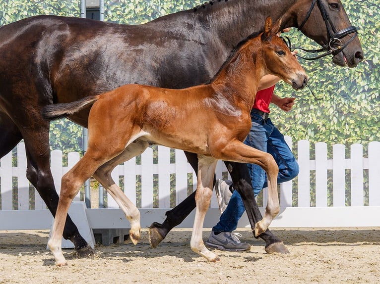 Westphalian Stallion Foal (05/2026) Brown in Riesenbeck