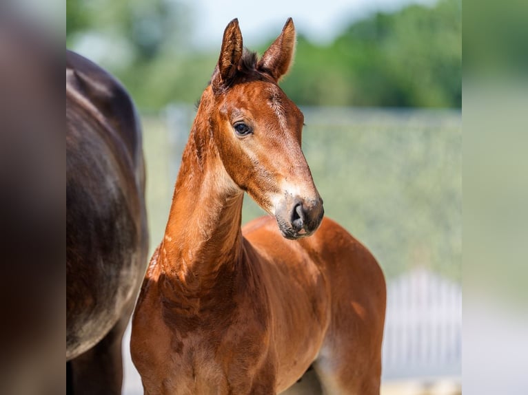 Westphalian Stallion Foal (05/2026) Brown in Riesenbeck