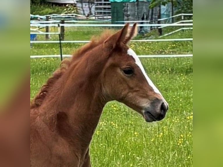 Westphalian Stallion Foal (05/2026) Brown in Roetgen