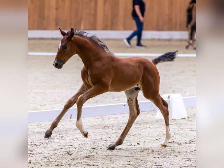 Westphalian Stallion Foal (06/2026) Brown in Rosendahl