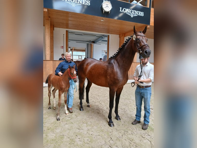 Westphalian Stallion Foal (06/2026) Brown in Rosendahl