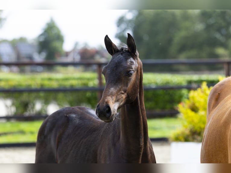 Westphalian Stallion Foal (04/2025) Brown in Waddinxveen