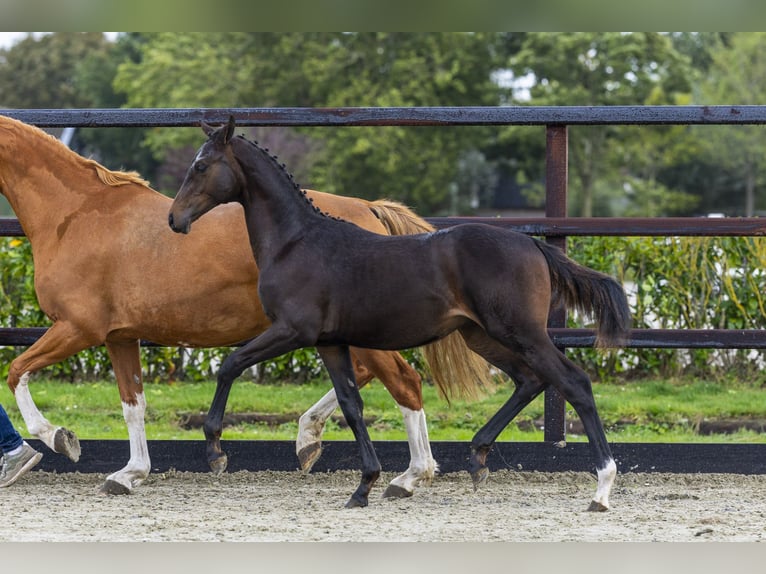 Westphalian Stallion Foal (04/2025) Brown in Waddinxveen