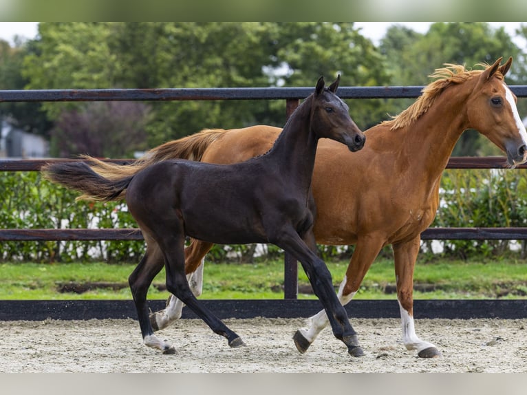 Westphalian Stallion Foal (04/2025) Brown in Waddinxveen