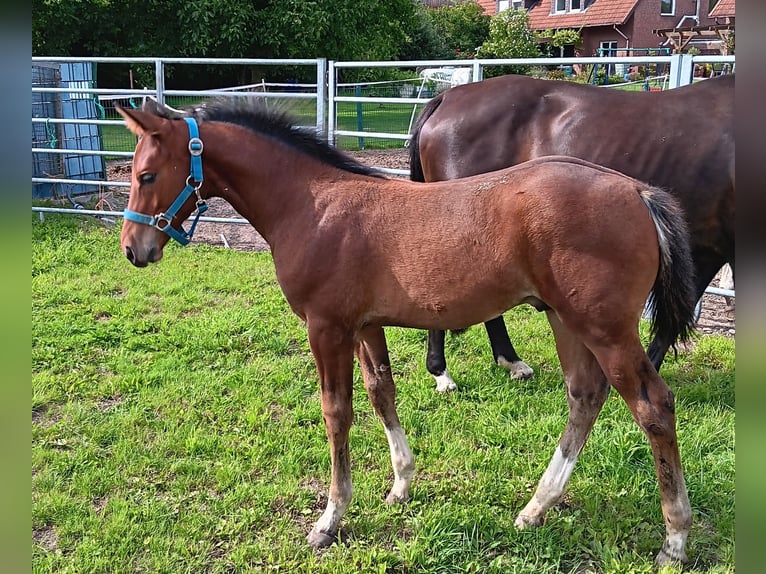 Westphalian Stallion Foal (05/2025) Brown in Welver