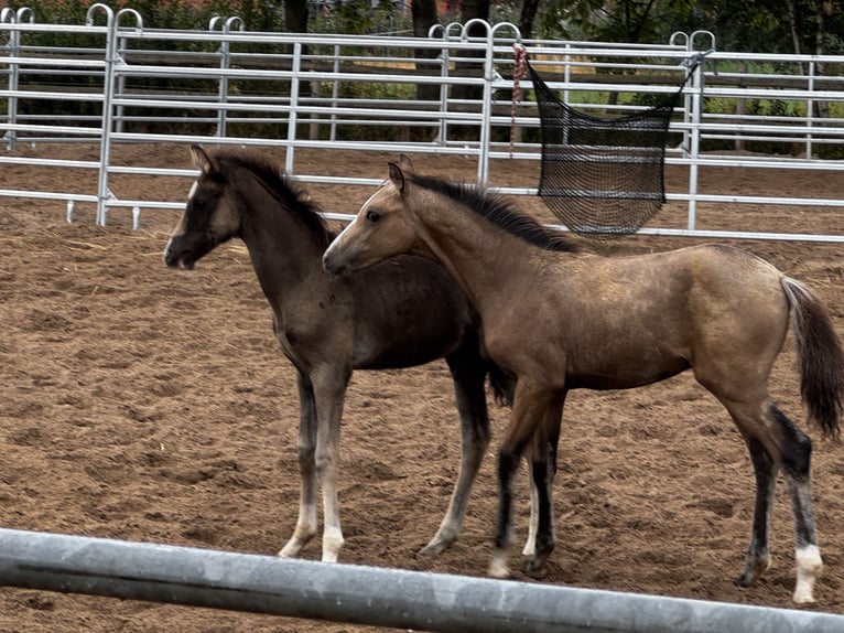Westphalian Stallion Foal (05/2026) Buckskin in Neuenkirchen-Vörden