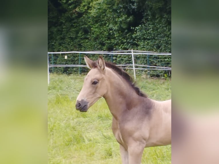 Westphalian Stallion Foal (05/2026) Buckskin in Recklinghausen