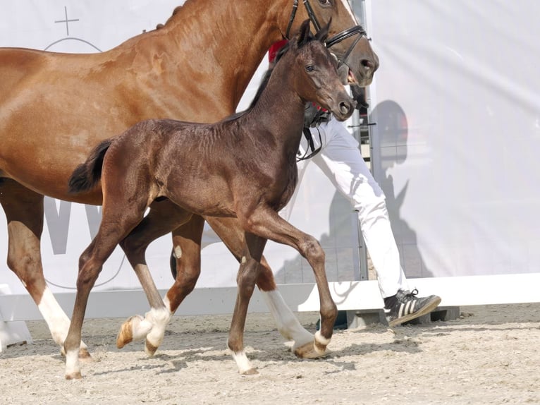 Westphalian Stallion Foal (06/2023) Can be white in Münster-Handorf