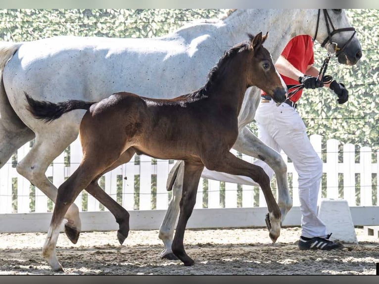 Westphalian Stallion Foal (05/2025) Can be white in M&#xFC;nster