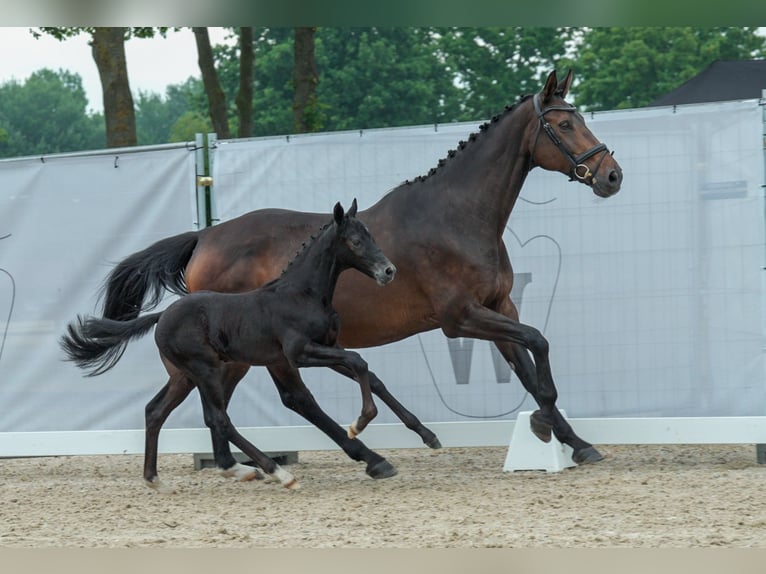 Westphalian Stallion Foal (05/2023) Can be white in Bocholt