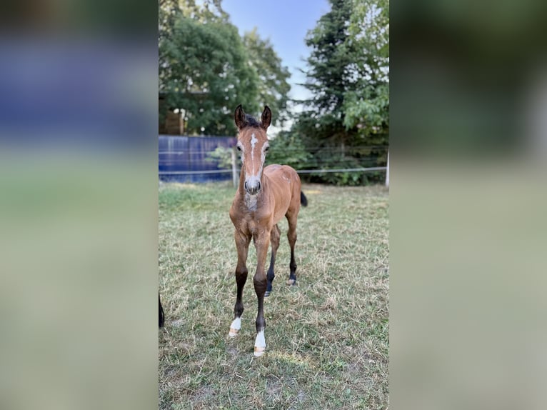 Westphalian Stallion Foal (06/2026) Can be white in EspelkampEspelkamp