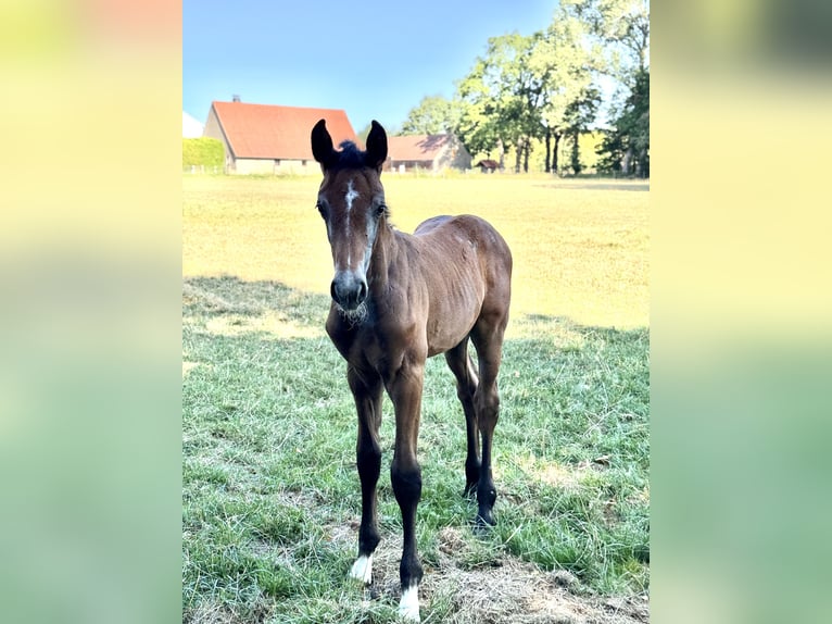 Westphalian Stallion Foal (06/2026) Can be white in EspelkampEspelkamp