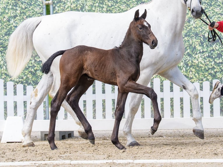 Westphalian Stallion Foal (04/2026) Can be white in Hagen