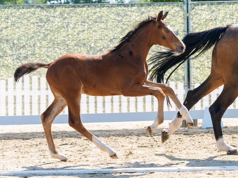 Westphalian Stallion Foal (04/2026) Can be white in Hagen