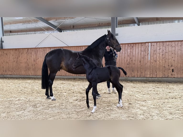 Westphalian Stallion Foal (05/2026) Can be white in Hamm