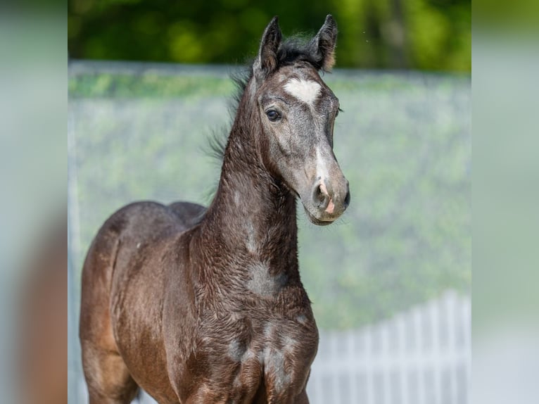 Westphalian Stallion Foal (04/2026) Can be white in Mnster-Handorf