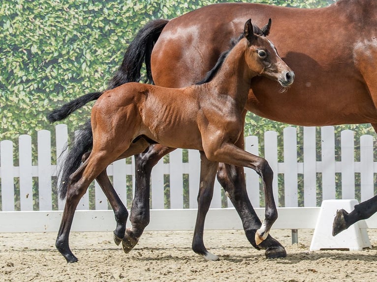 Westphalian Stallion Foal (06/2026) Can be white in Mnster-Handorf