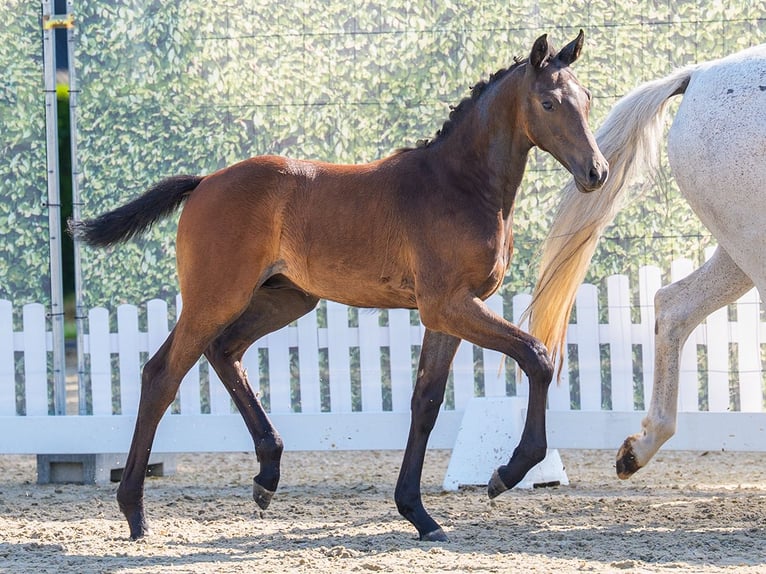 Westphalian Stallion Foal (04/2026) Can be white in Mnster-Handorf