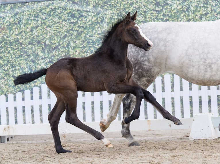 Westphalian Stallion Foal (02/2026) Can be white in Münster-Handorf