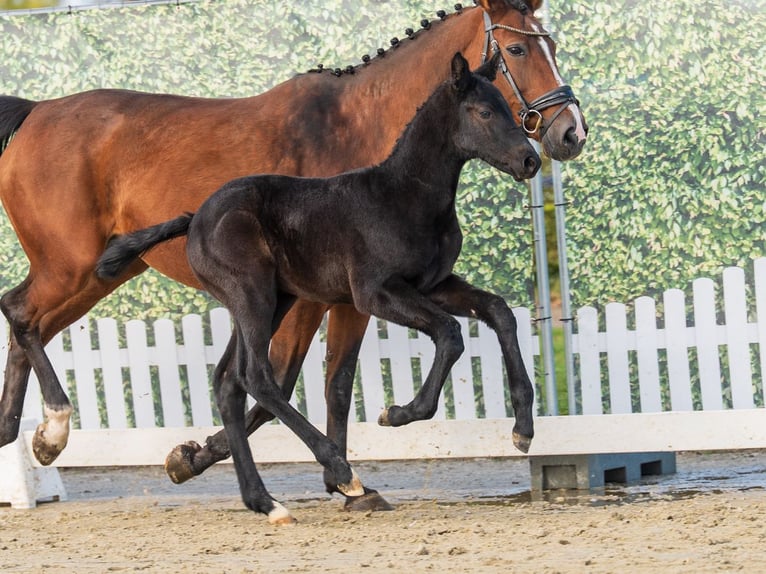 Westphalian Stallion Foal (02/2026) Can be white in Münster-Handorf