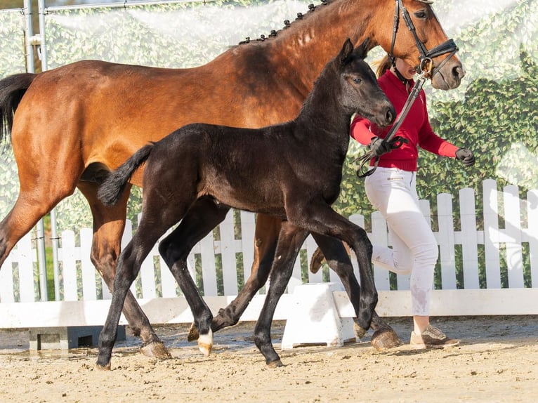 Westphalian Stallion Foal (02/2026) Can be white in Münster-Handorf