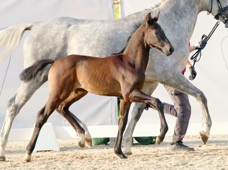 Westphalian Stallion Foal (06/2023) Can be white in Münster-Handorf
