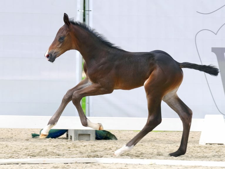 Westphalian Stallion Foal (07/2023) Can be white in Münster-Handorf