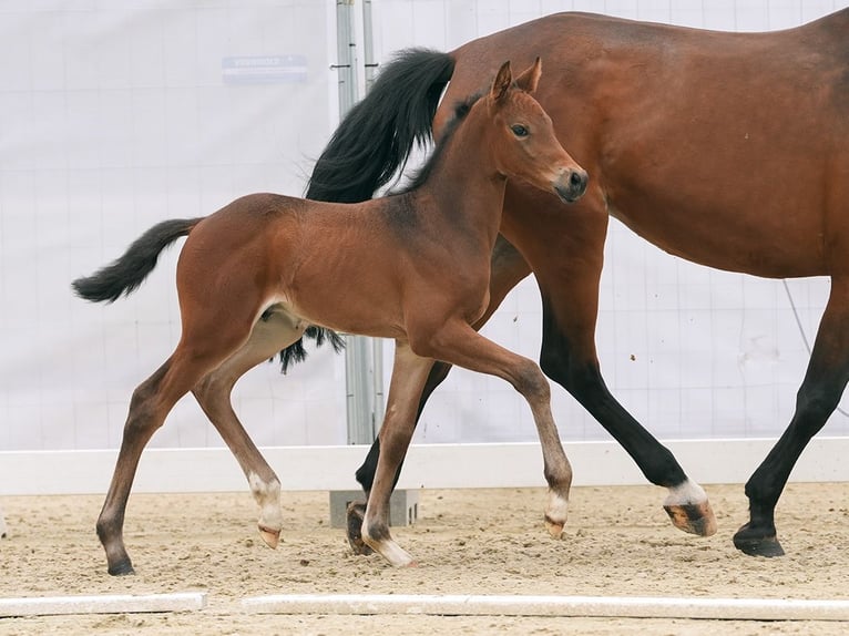 Westphalian Stallion Foal (05/2024) Can be white in Münster-Handorf