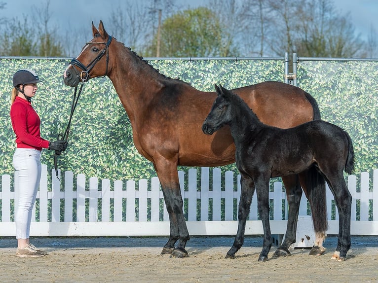 Westphalian Stallion Foal (02/2026) Can be white in Münster-Handorf