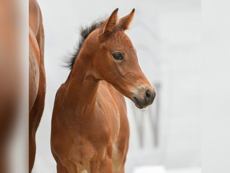 Westphalian Stallion Foal (05/2024) Can be white in Münster-Handorf