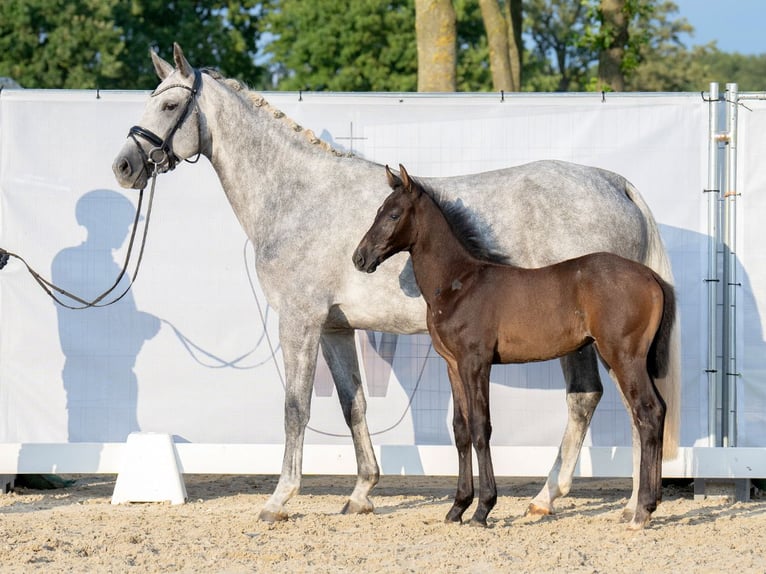 Westphalian Stallion Foal (06/2023) Can be white in Münster-Handorf