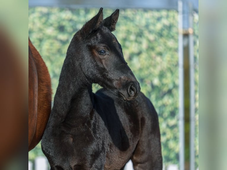 Westphalian Stallion Foal (02/2026) Can be white in Münster-Handorf