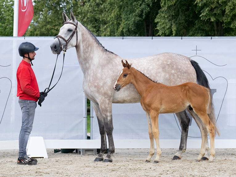 Westphalian Stallion Foal (06/2023) Can be white in Münster-Handorf
