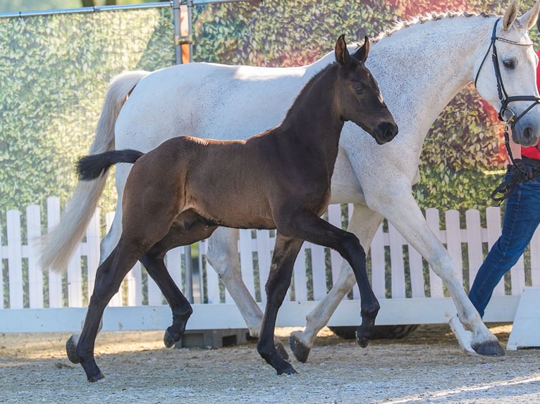 Westphalian Stallion Foal (04/2026) Can be white in Riesenbeck