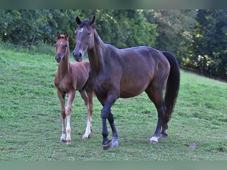 Westphalian Stallion Foal (05/2025) Chestnut in Bensheim