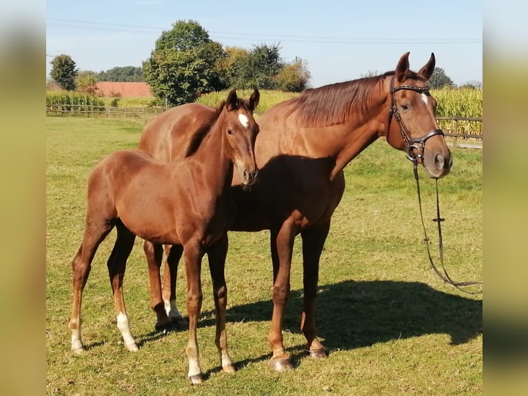 Westphalian Stallion  Chestnut in Emsdetten