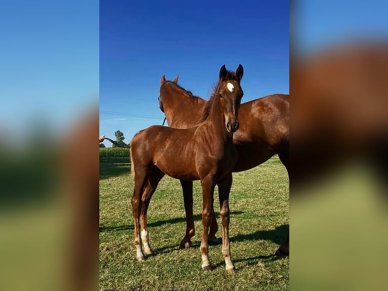 Westphalian Stallion  Chestnut in Emsdetten