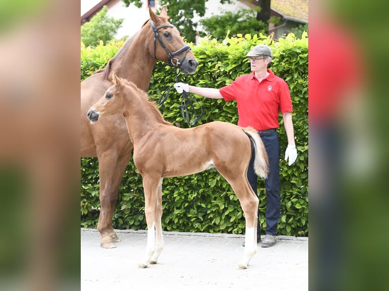 Westphalian Stallion Foal (04/2025) Chestnut in Eichst&#xE4;tt
